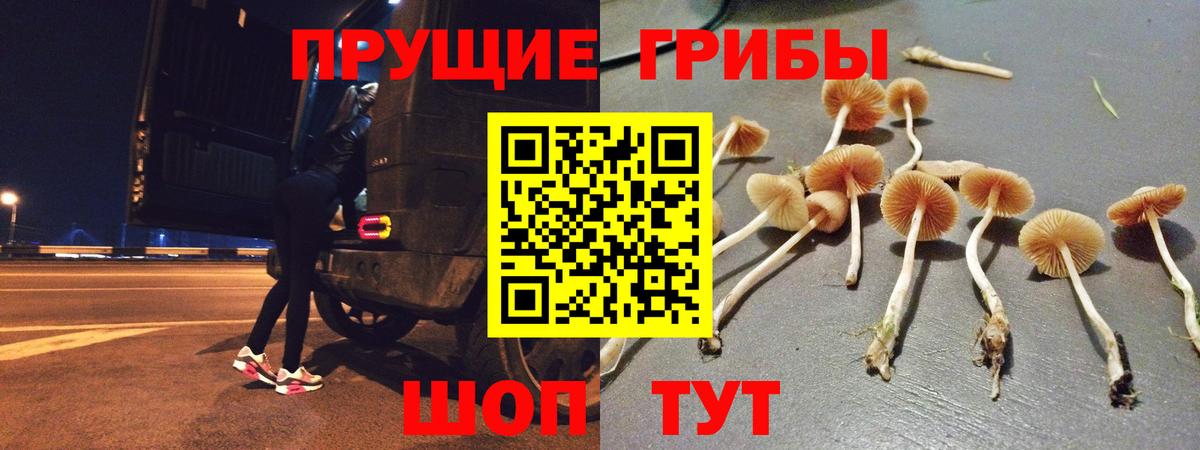 Междуреченск  Галлюциногенные грибы Cubensis  Вход с VPN 